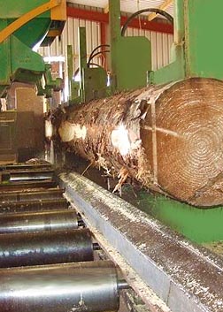 Curran sawmills carcassing